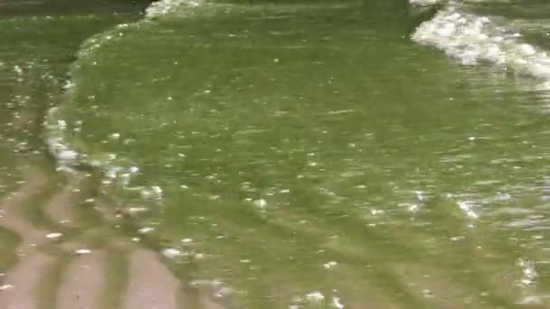 Onde su una riva. Clogging di fioritura acqua sporca. Alghe in un fiume. — Video Stock