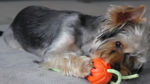 Aranyos Vicces Yorkshire Terrier Kiskutya Kis Kutya Játszik Egy Narancssárga — Stock videók