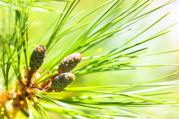 Young Sprouts Green Tender Cones Pine Branch Long Needles Coniferous — Stock Photo, Image