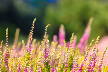 Güneşli bir günde, ormanın ortasında çiçek açan güzel bir funda. Uzun saplı küçük eflatun pembe çiçekler. Çiçek açmak, bahçıvanlık. Yeşil bulanık arka planda Calluna vulgaris. Çiçekçi konsepti. 