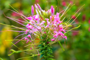 Örümcek çiçeği. Cleome spinosa. Doğal yeşil arka planda güzel sıradışı egzotik pembe çiçekler. Genellikle örümcek arısı bitkisi, pembe kraliçe, büyükbabanın bıyıkları olarak bilinir. Çiçek açmış süs bitkileri.