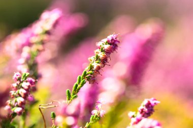Güneşli bir günde, ormanın ortasında açan güzel pembe fundalık. Uzun saplı küçük mor çiçekler. Çiçek açmak, bahçıvanlık. Yeşil bulanık arka planda Calluna vulgaris. Çiçekçi konsepti. 