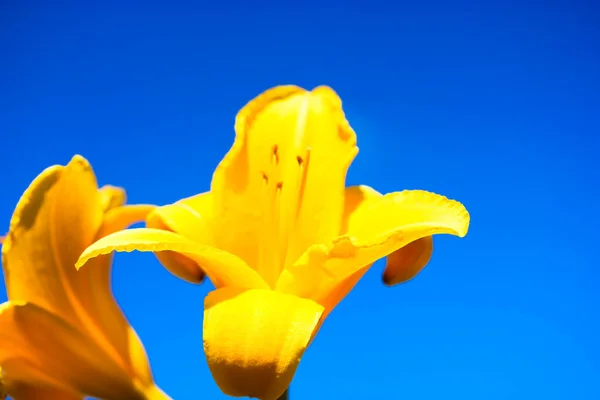 艳阳天 美丽的橙色百合花在晴朗的蓝天映衬下绽放 夏日花园盛开的花朵 装饰园艺 明亮的桃子亚洲百合户外 花卉栽培 园艺主题 — 图库照片