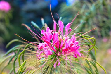 Örümcek çiçeği. Cleome spinosa. Doğal yeşil arka planda güzel sıradışı egzotik pembe çiçekler. Genellikle örümcek arısı bitkisi, pembe kraliçe, büyükbabanın bıyıkları olarak bilinir. Çiçek açmış süs bitkileri.