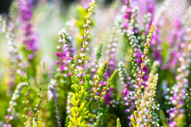 Güneşli bir günde, ormanın ortasında açan güzel, beyaz ve pembe bir funda. Küçük eflatun çiçekler. Çiçek, bahçıvanlık, çiçekçilik, bahçıvanlık. Yeşil bulanık arkaplanda Calluna vulgaris.