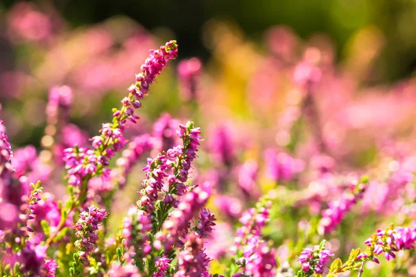 Ormanda Güzel Açan Pembe Bir Funda Ilık Güneşli Bir Günde — Stok fotoğraf