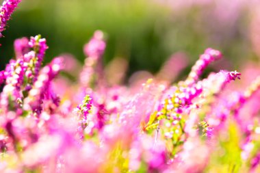 Güneşli bir günde, ormanın ortasında açan güzel pembe fundalık. Uzun saplı küçük mor çiçekler. Çiçek açmak, bahçıvanlık. Yeşil bulanık arka planda Calluna vulgaris. Çiçekçi konsepti. 