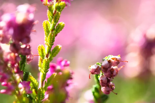 Mooie Bloeiende Roze Heide Een Bos Open Stellen Zonnige Dag — Stockfoto