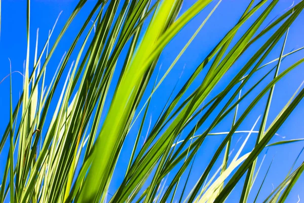 Saftiges Frischgrünes Hohes Gras Vor Einem Klaren Blauen Himmel Einem — Stockfoto