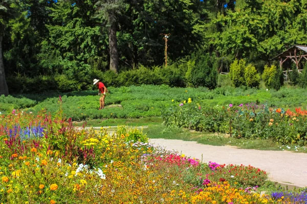 Percorso Tra Variopinti Fiori Multicolori Fioriti Aiuola Giardino Botanico Parco — Foto Stock
