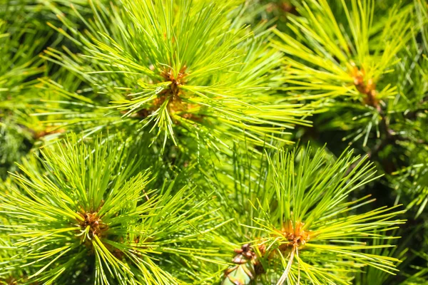 Pine Branches Background Long Thin Green Yellow Spiny Needles Spruce — Stock Photo, Image
