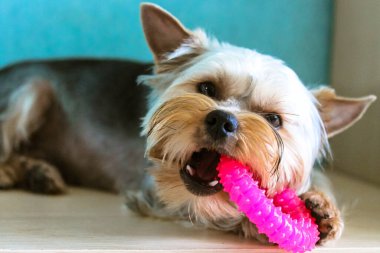Komik küçük Yorkshire Terrier köpeği evin içinde yerde yatan yuvarlak, pembe bir oyuncağı çiğniyor. Şirin kahverengi köpek, köpek eğleniyor, oynuyor, içeride her şeyi çiğniyor. Güzel hayvan.. 