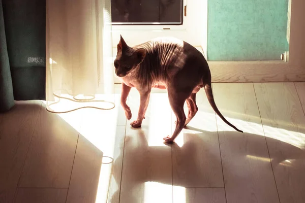 Gato Raça Esfinge Canadense Careca Soalho Madeira Branco Com Sombras — Fotografia de Stock