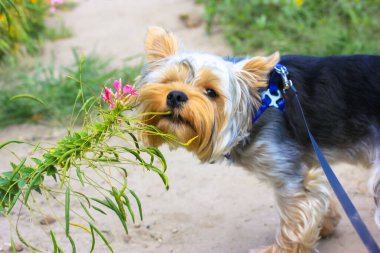 Tasmalı şirin bir Yorkshire Terrier köpeği yaz, bahar aylarında botanik bahçesinde çiçek açan pembe egzotik bir çiçeği kokluyor. Parkta komik bir evcil hayvan. Köpek, köpek, köpek. Köpek Takdir Günü