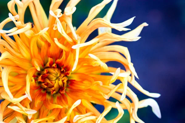 Piękny Duży Kwitnący Żółty Pomarańczowy Pączek Dahlia Rozmytym Niebieskim Tle — Zdjęcie stockowe