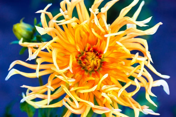 Прекрасний Великий Квітучий Жовтий Помаранчевий Бутон Далії Розмитому Синьому Фоні — стокове фото