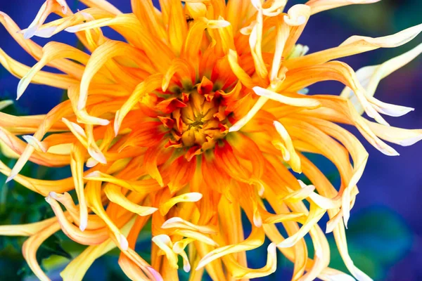 秋天植物园的蓝色背景上 美丽的大黄橙仙人掌星缀满了蓝色的花朵 头状花序 花瓣长卷 顶部视野 装饰花园床上用品植物 — 图库照片
