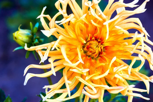 Hermosa Gran Flor Color Amarillo Naranja Dalia Cactus Estrella Sobre —  Fotos de Stock