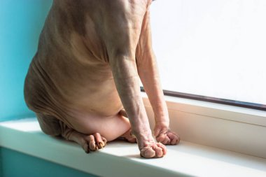 Şişko Kanadalı Sphynx kedisi büyük bir göbek ve vücudunun üzerinde kıvrılarak beyaz bir pencere pervazına oturur ve pencereden dışarı bakar. Evde evcil bir kedi var. Kel kedi. Kel kedilerin obezite sorunu. Boşluğu kopyala