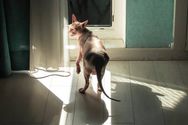 Beyaz ahşap bir zemindeki kel Kanada sfenks kedisi balkona doğru yürür. Sabah ışığında zıtlaşan gölgeler. Evdeki alışılmadık hipoalerjenik hayvan, modern iç mekan. Kedi, sfenks, kedi, çıplak kedi teması