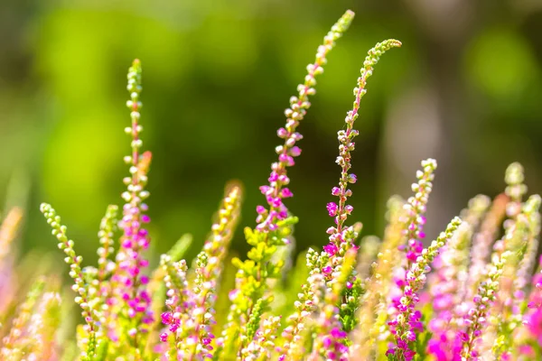 Güneşli Bir Günde Ormanın Ortasında Çiçek Açan Güzel Bir Funda — Stok fotoğraf
