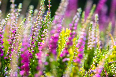 Beautiful blooming pink white heather in the woods at sunny day. Small lilac purple flowers in the autumn forest. Flowering, gardening. Calluna vulgaris on blurry background. Flower store concept. clipart