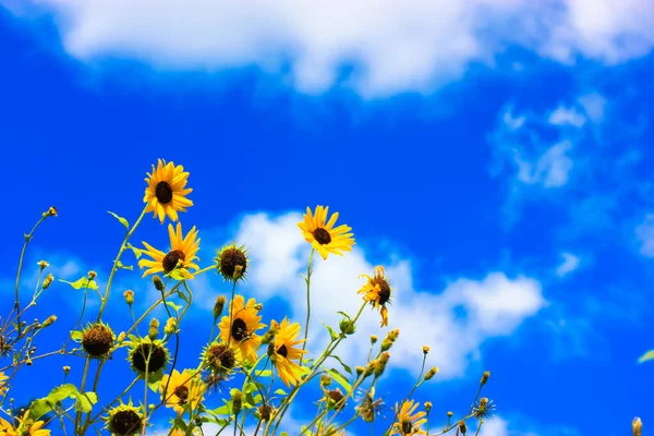Hermosos Girasoles Amarillos Contra Cielo Azul Blanco Nublado Soleado Día —  Fotos de Stock