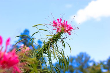 Mavi gökyüzüne karşı örümcek çiçeği. Cleome spinosa. Yaz bahçesinde güzel egzotik pembe çiçekler. Genellikle örümcek arısı bitkisi, pembe kraliçe, büyükbabanın bıyıkları olarak bilinir. Çiçek açmış süs bitkileri.