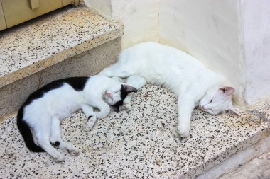 Siyah ve beyaz kediler bir evin altındaki taş basamaklarda rahatça uzanırlar. Evsiz kediler gündüzleri sıcacık kıvrılarak dışarıda uyurlar. Tatlı rüyalar konsepti. Komik Yunan kedileri dışarıda. Dünya Kedi Günü