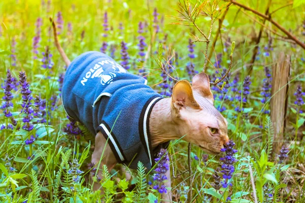 A Canadian Sphynx cat sniffing blue flowers in a blooming clearing in a spring forest. A beautiful bald sphinx kitty in a warm jacket walking outside. World Cat Day. A hairless pet on the nature.