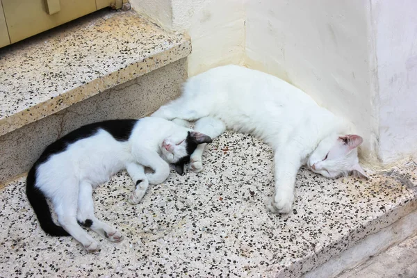 Siyah ve beyaz kediler bir evin altındaki taş basamaklarda rahatça uzanırlar. Evsiz kediler gündüzleri sıcacık kıvrılarak dışarıda uyurlar. Tatlı rüyalar konsepti. Komik Yunan kedileri dışarıda. Dünya Kedi Günü
