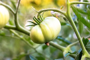 Yeşil, büyük bir domates sebze bahçesinin bahçesindeki bir yatakta olgunlaşıyor, serada. Yaprakların arasındaki dallarda yetişmemiş organik domatesler. Yaz hasadı. Tarım konsepti. Sebze çiftliği