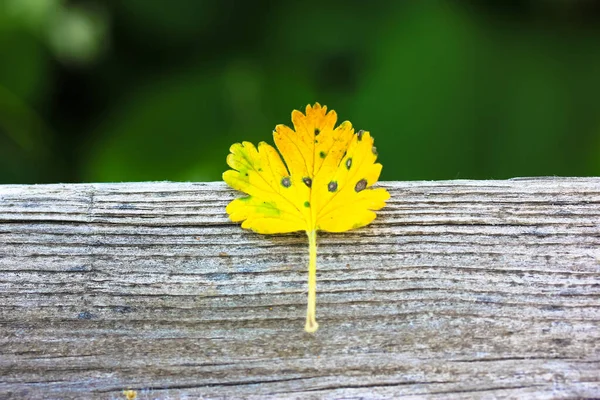 A small yellow currant leaf on a wooden surface against a green blurred background. The change of seasons, a transition from summer to autumn, fall season. The leaves change color. Place for space.