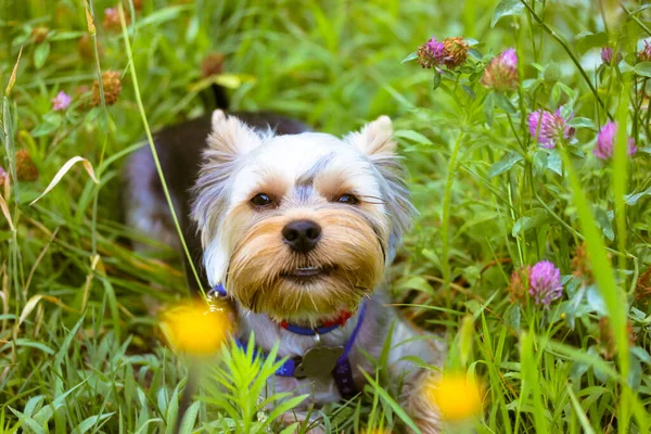 İlkbaharda ya da yaz aylarında çiçeklerin arasında çiçek açan tatlı gülümseyen Yorkshire Terrier köpeğinin portresi. Açık havada mutlu bir safkan köpek. Parktaki uzun saçlı evcil köpek yavrusu. Köpek teması.