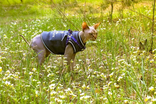 캐나다의한 스핑크스 고양이는 숲에서 벌판에서 냄새맡고 바깥을 재킷을 아름다운 대머리 — 스톡 사진