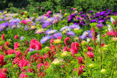 Sonbahar bahçesinde farklı renkte bir sürü çiçek açan kasımpatı. Mor, pembe, mor çiçekler botanik bahçesinde, parkta. Güzel, doğal duvar kâğıdı. Sonbahar sezonu