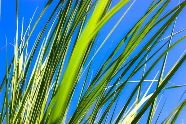 Jugosa Hierba Alta Verde Fresca Contra Cielo Azul Claro Soleado —  Fotos de Stock