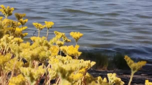 Yaz günü deniz suyuna karşı sarı çiçekler. Sandy Immortelle, latte. Helichrysum arenyumu, kuru çiçek, okyanus kıyısında yetişen bitkiler, nehir. Küçük dalgalar, hafif esinti. — Stok video