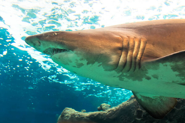Great white shark swimming along, floating underwater. A dangerous sea ocean predator, animal in aquarium. Carcharodon carcharias portrait, gills slits, mouth. Aquatic monster, hunter animal wildlife.
