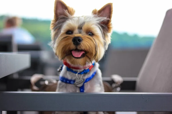 Egy Kis Barna Yorkshire Terrier Kutya Kávézó Étterem Teraszán Portré — Stock Fotó