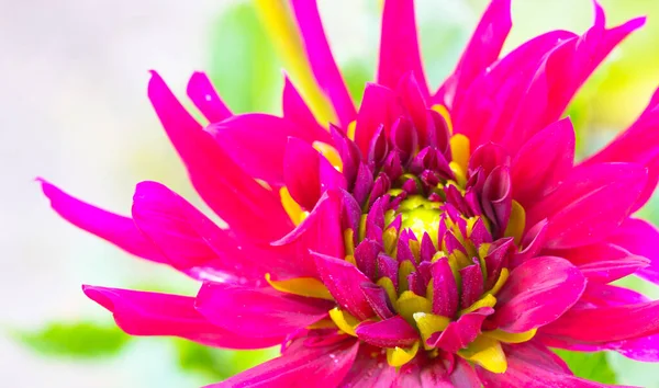 Piękny Różowy Zielony Ozdobne Dahlia Świeże Płatki Zbliżyć Niesamowite Makro — Zdjęcie stockowe