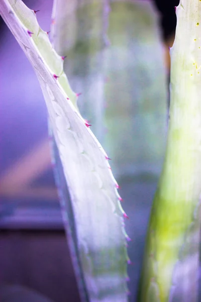 Lindo Gigante Azul Verde Agave Folhas Com Espinhos Asparagaceae Fundos — Fotografia de Stock