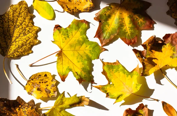 Herfst Vergeelde Verwelkte Gevallen Esdoorn Bladeren Een Witte Achtergrond Bovenaanzicht — Stockfoto