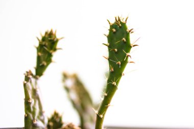 Beyaz arka planda büyüyen dikenli armut kaktüsü. Tehlikeli çöl bahçesi bitkileri kapanıyor. Yeni Dünya 'nın bitkileri, Güney ve Kuzey Amerika' ya özgü. Mesaj için yer. Kök sulandırıcı. Diken ve diken.