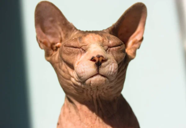 美丽的灰色 梦幻般的加拿大Sphynx猫 紧闭双眼 在阳光下悠闲地晒太阳 蓝色背景的猫嘴肖像 秃头的裸猫在家里 国际猫日 可爱的宠物在室内 — 图库照片