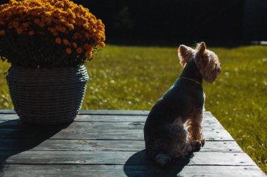 Small Yorkshire terrier dog sitting on a wooden terrace beside a pot of yellow flowers, basking in warm sunlight. Peaceful outdoor moment of relaxation, coziness, simple countryside lifestyle of a pet