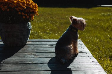 Small Yorkshire terrier dog sitting on a wooden terrace beside a pot of yellow flowers, basking in warm sunlight. Peaceful outdoor moment of relaxation, coziness, simple countryside lifestyle of a pet