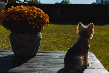 Small Yorkshire terrier dog sitting on a wooden terrace beside a pot of yellow flowers, basking in warm sunlight. Peaceful outdoor moment of relaxation, coziness, simple countryside lifestyle of a pet