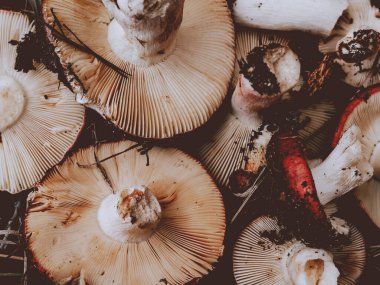 Taze toplanmış solungaçlı ve topraksı tonlu mantarlara yakın çekim. Bu yabani mantarlar, eşsiz şekillerini ve doğal güzelliklerini gösteren detaylı bir tepeden çekimle çekiliyor..