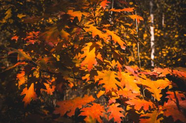 Autumn oak leaves in vibrant orange yellow hues on a forest background. The colorful foliage of the oak tree creates a stunning display during the fall season, with the leaves illuminated by sunlight.